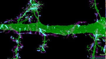 Neuronal processes and myelination patterns across the mouse primary visual cortex