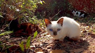 バイクで走っていたら道路脇に猫を見つけたので止まってナデナデしてきた