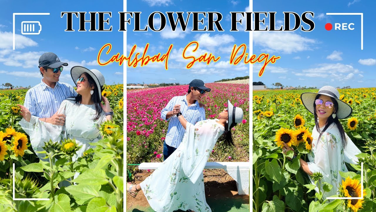 The Carlsbad Flower Fields Flower Fields Full Tour Vlog Flower