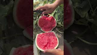 Cutting Test Watermelon 🍉🍉🍈🍈 #fruitfarming #agriculture #watermelon #satisfying