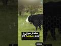 قلاده پیشرفته که پشمای همرو ریزوند قلاده پیشرفته که پشمای همرو ریزوند