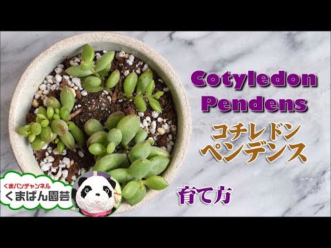 多肉植物 コチレドン属ペンデンスの育て方 植物名タグの作り方 くまパン園芸 Youtube