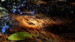 EXPEDIÇÕES ECOSYS - POÇO AZUL . SÃO JOÃO D'ALIANÇA . GO - BRASIL
