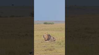 Maasai Mara #Wildlife Sightings Today (22/11/24) | Zebra Plains | #Safari