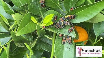 Harlequin Bug Control