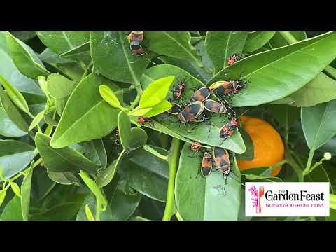 Video: Harlequin Bug Control - Harlequin Bug Zərərinin qarşısını necə almaq olar