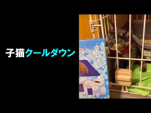 🔥子猫も暑いニャ(ΦωΦ)🥵ルナに冷感マットを贈呈 ️ Let the cat cool down 