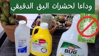 مكافحة انتشار البق الدقيقي على النباتات المنزلية والعصارية - mealybug infestation control