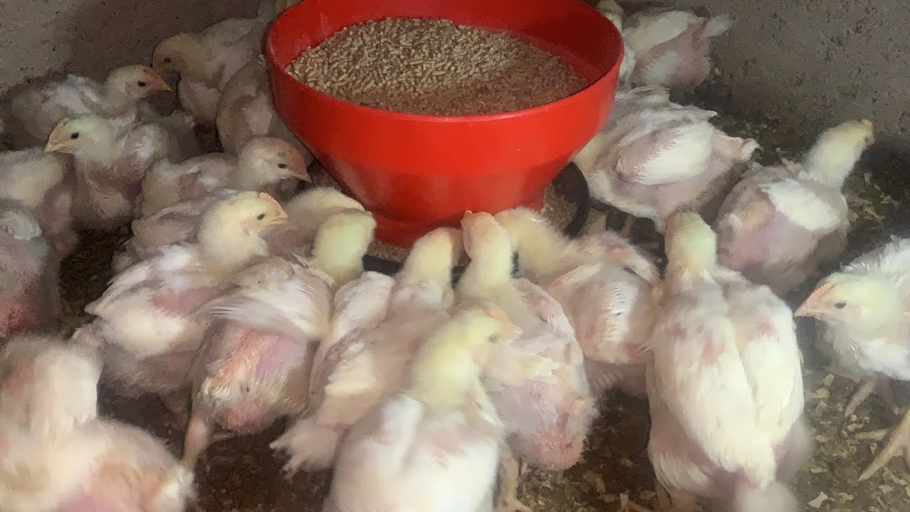 Day 20 of 42 how to deal with mosquitoes in the chicken coop YouTube