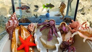 Finding Hermit crabs and Ornamental Fish, Crab, Conch, Snail, Octopus, Scallop, Lobster, Seahorse