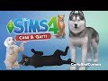 The Sims 4 Cani&Gatti - Ad Ognuno il Suo!! [Crate a Pet]