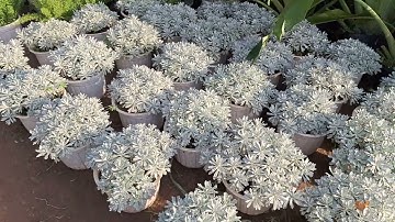 Bán cây cúc mốc giống 0977973535