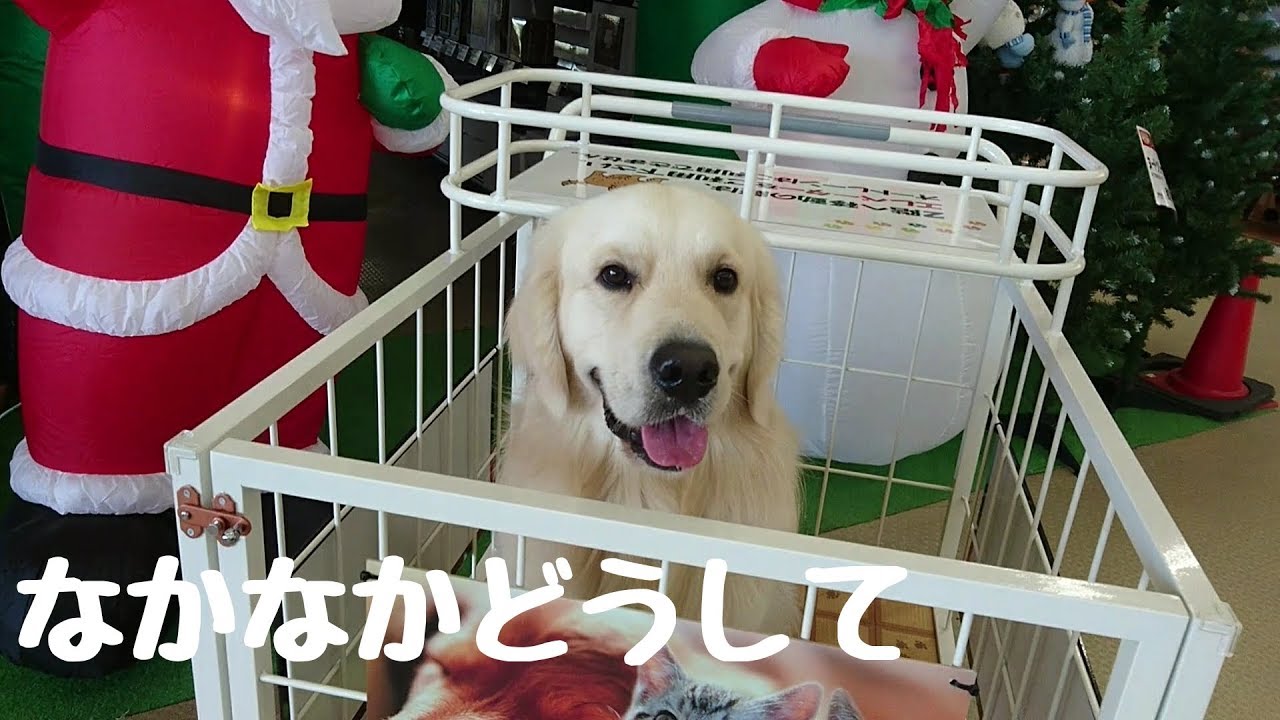 大型犬用カートが新しくなり得意気に乗車する英国ゴールデンレトリバーギンちゃん 1歳 Youtube 大型犬用カートが新しくなり得意気に乗車する英国ゴールデンレトリバーギンちゃん 1歳 Youtube