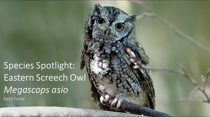 Species Spotlight: Screech Owl