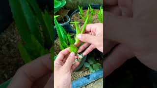 Grow Aloe Vera Fast from Cuttings! 🌱 (Super Easy Method) #farming