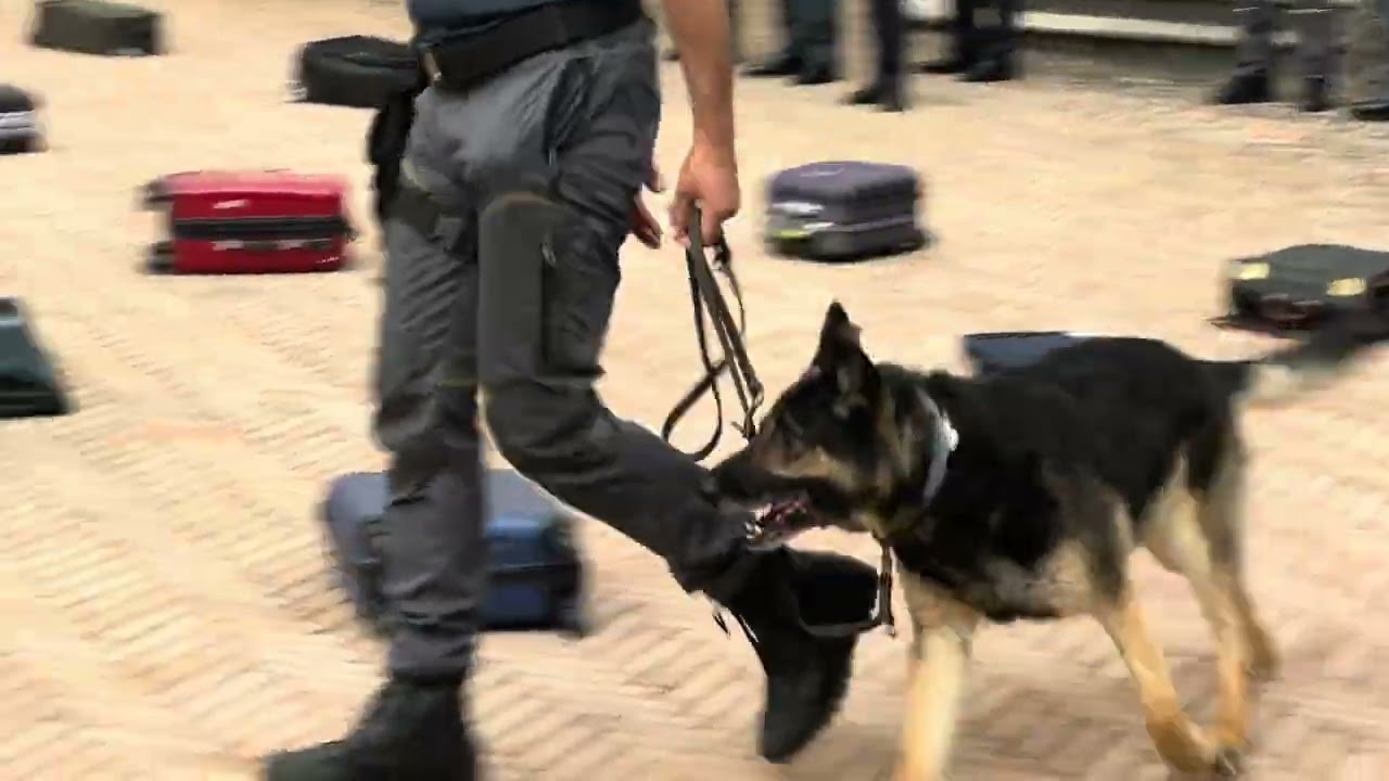 Il cane Crai della Guardia di Finanza di Varese dà una dimostrazione delle sue abilità