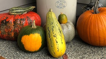 Squash Cross-pollination
