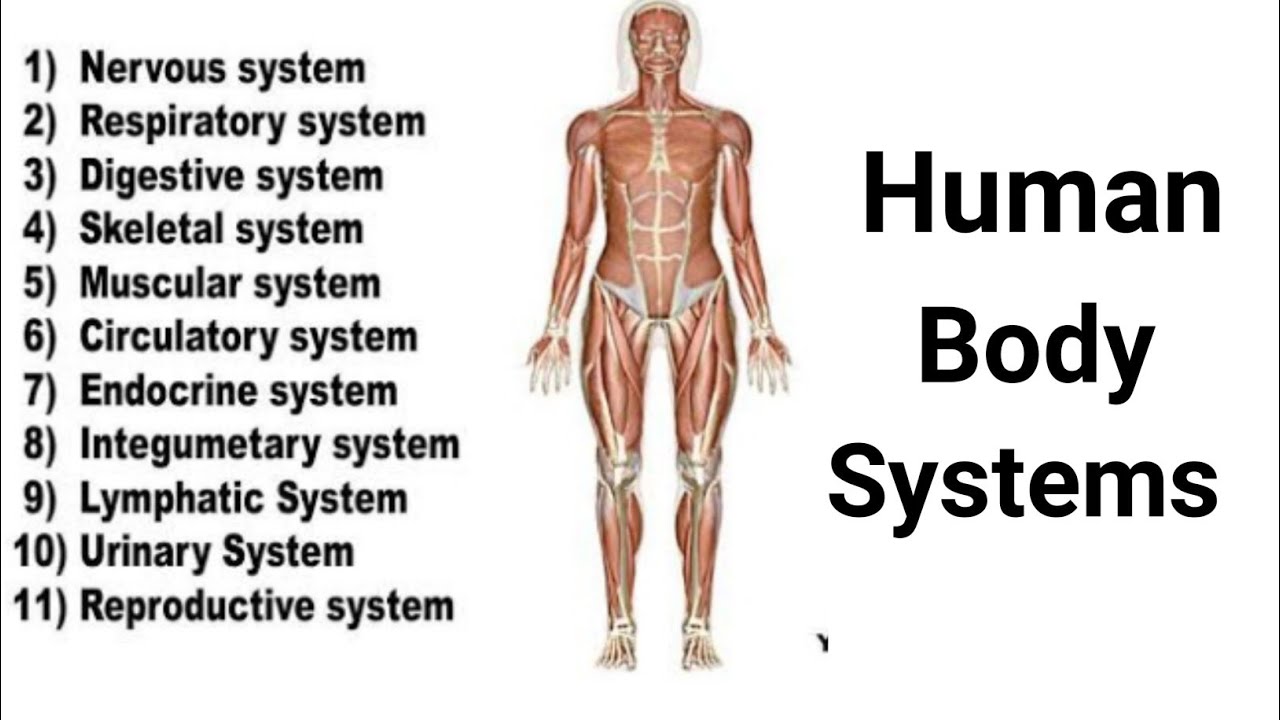 Human Body Systems How Many Systems That Keep Our Bodies Functioning Human Body Systems How Many Systems That Keep Our Bodies Functioning