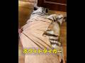 妊娠中のホワイトタイガー #動物 #特有種