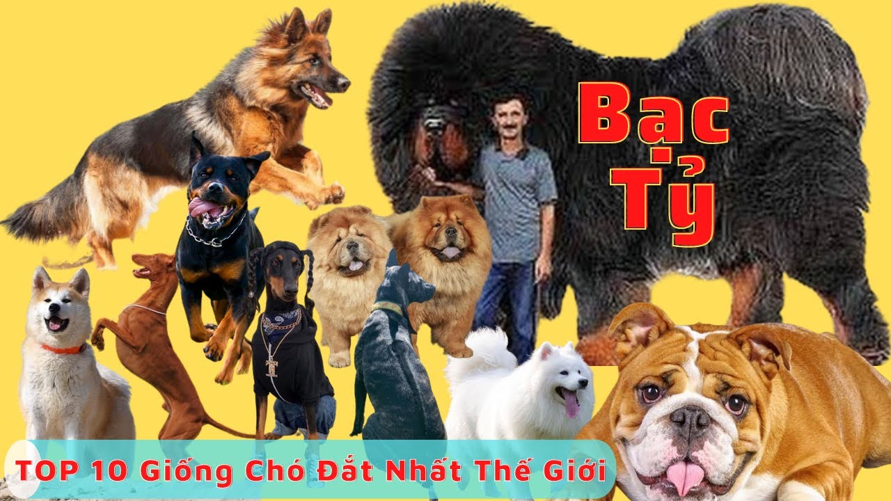 Top 10 Giống Chó Đắt Tiền Nhất Thế Giới, Có Giống Bạc Tỷ, Bất Ngờ Với ...