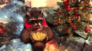 Raccoon Loves Eating Grapes || ViralHog Raccoon Loves Eating Grapes || ViralHog