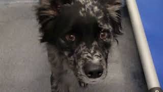 acs A670538