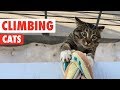 Climbing Cats | Funny Cat Compilation 2017