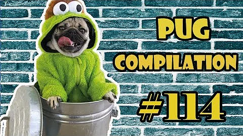 Pug Compilation 114 - Funny Dogs but only Pug Videos | Instapugs