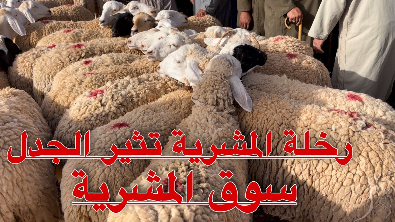 عاجل: العلوشة و النعجة تقفز إلى أرقام خيالية من سوق المشرية ولاية النعامة تغطات خاصة 2024