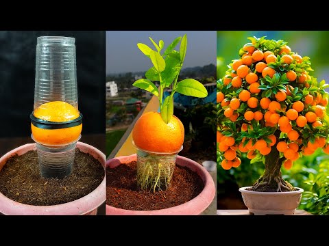 New idea ! Growing Oranges With Aloe Vera 