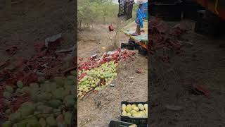 Ratusan kilo buah mangga dibuang oleh petaninya secara cuma-cuma #shorts