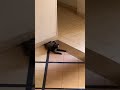 【インドの猫】今日も不審者はいませんね #cat #kitten