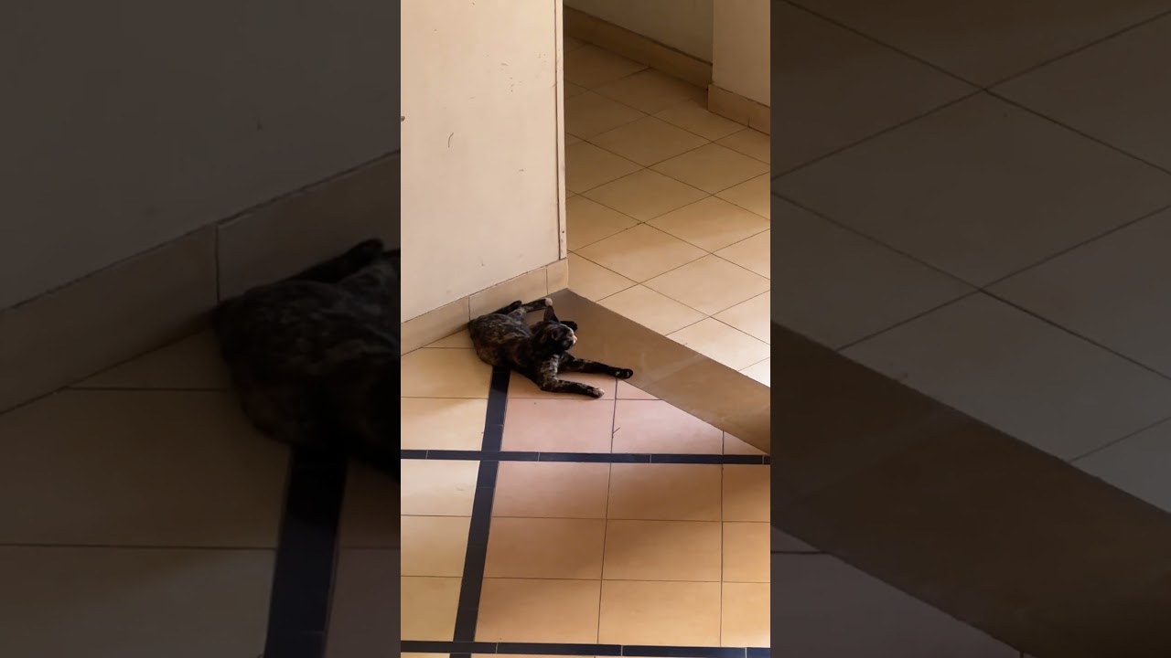 【インドの猫】今日も不審者はいませんね #cat #kitten