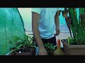 CARNIPLANT- Plantas carnivoras- Trasplantar Nepenthes