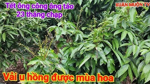 vải u hồng vùng cao phong vân lục Ngạn BG tỉ lệ ra hoa trên 80%