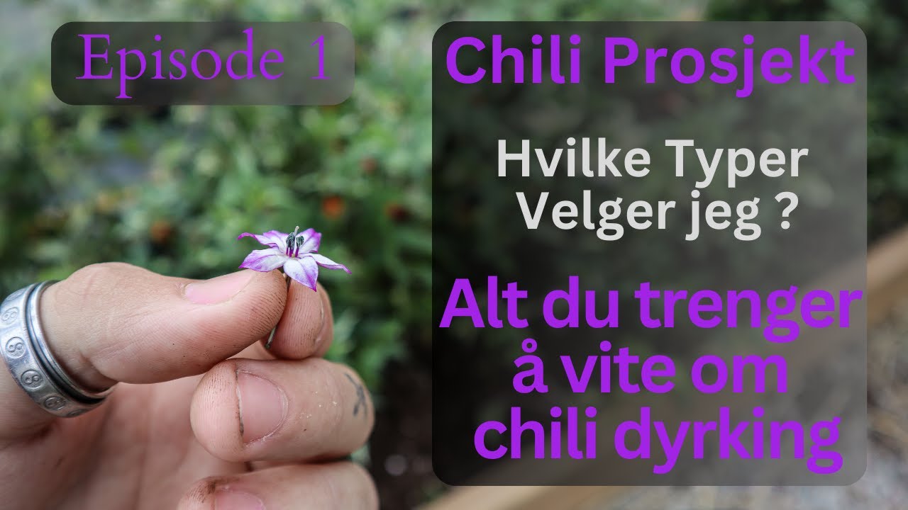 Hvordan Dyrke Chili?