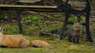 Three baby kits and a vixen play.  Fox play during the COVID19 Quarantine in New Jersey