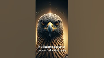 Birds Can See Magnetic Fields #birds #short #bird