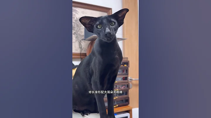 Video 11455691: meet oriental shorthair, love baby cats, longing