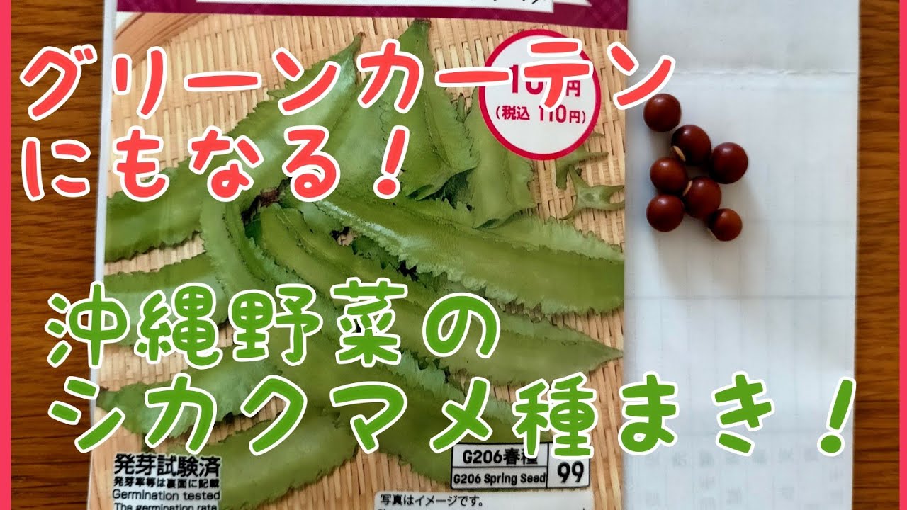 沖縄野菜のシカクマメの種まき Youtube