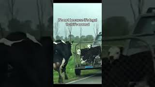 Calves Are Sent To The Slaughterhouse To Prevent Them From Drinking Their Mothers Milk