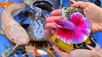 Video tổng hợp cá cảnh đẹp, động vật dễ thương, cá trê lớn, cá bống, cá vàng, koi, rùa