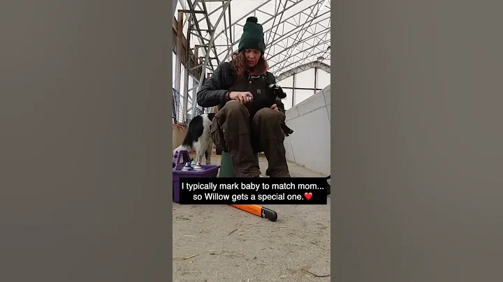 #shorts | Sheepishly Me SHORTS | OFFICIALLY ADOPTING WILLOW❤️ *part three