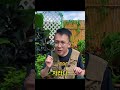 다채로운 부겐빌레아 키우기 🌿