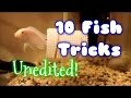 10 fish tricks all at once no editing