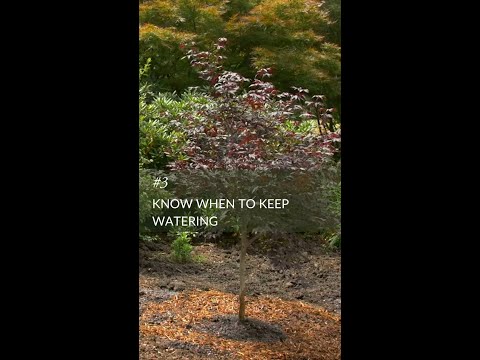 Video: Hosta Winter Care: Pelajari Tentang Hosta Musim Dingin Di Taman