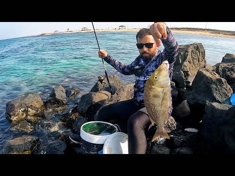 الطعم الحي ما ترك شيء إلا صاده   