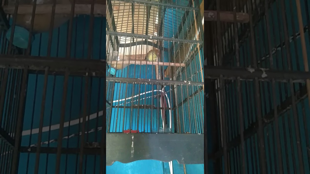 Suara burung striped tit-babbler asli.. 