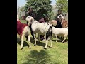 Award winning bakra vlog coming live soon