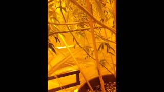 Pruning before netting